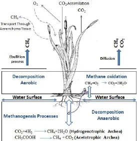 Figure 1. Wetland C cycle and GHG production, consumption and emission.  