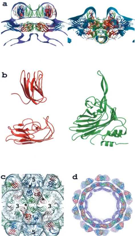 FIG. 5. (a) Cross-sectional views of the particle envelopes ofMGNNV (left) and PaV (right) deﬁned by the cryoEM density