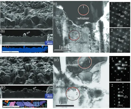 Fig. 6FIB-SIM images of surface and cross section and TEM image of a region near a whisker