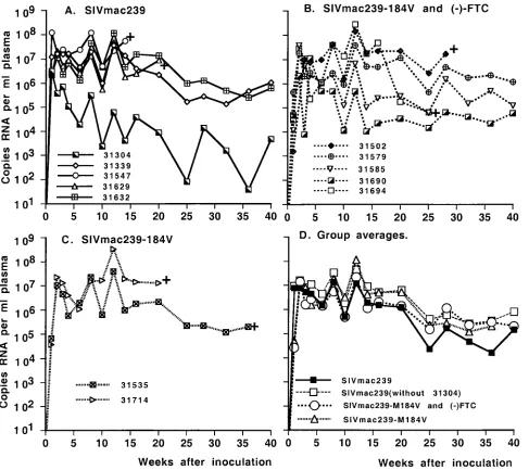 FIG. 2. Virus levels in juvenile macaques infected with SIVmac239 or SIVmac239-184V. Plasma RNA levels, measured by real-time PCR(TaqMan), are presented for animals inoculated intravenously with SIVmac239 (A) or SIVmac239-184V (B and C)