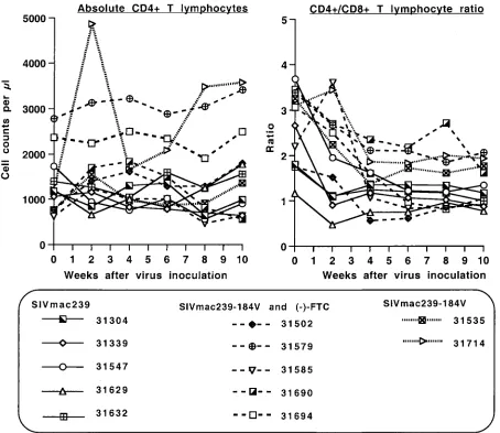 FIG. 3. Changes in absolute CD4�SIVmac239 or SIVmac239-184V. Five of the SIVmac239-184V-infected animals also received (lymphocytes and the ratio of CD4-T-lymphocyte counts and CD4/CD8 T-lymphocyte ratios