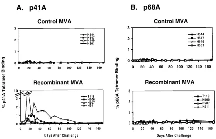 TABLE 2. Secondary Env p41A- and Pol p68A-speciﬁc CTL responses in rMVA-vaccinated monkeys following virus challengea