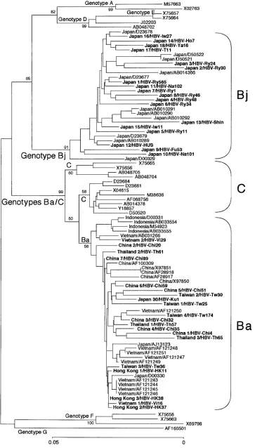 FIG. 2. Phylogenetic tree constructed on the sequences of the preC region plus the core gene of 70 HBV isolates of genotype B andrepresentatives of the other six genotypes