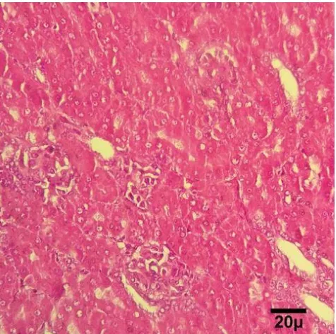 Figure 3. Kidney of group 1; Normal tissue including tubules and the interstitium without inflammation or necrosis (H&E)
