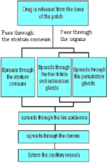 Figure 1: Diagram of skin along with transdermal patch 