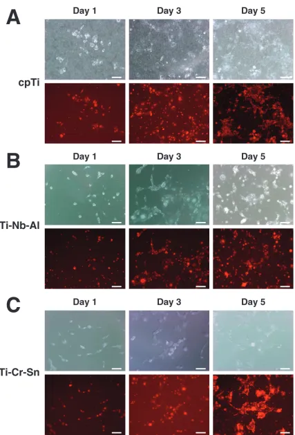 Fig. 4Evaluation of cell proliferation with live cell imaging. COS7 cells on each sample were observed at day 1, day 3, and day 5 usingepiﬂuorescent microscopy to monitor cell proliferation (upper panels)