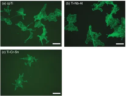 Fig. 5Comparison of the both live cell imaging with phase microscopyand with epiﬂuorescent microscopy using CelLuminate Red