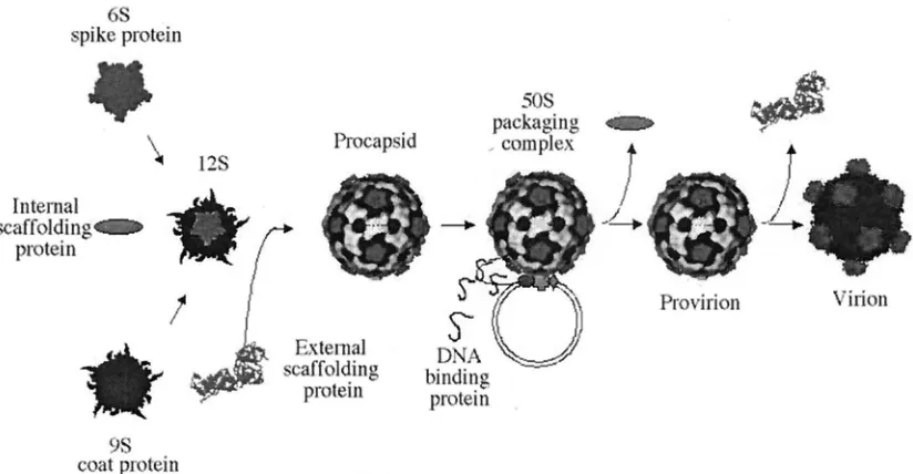 FIG. 1. �X174 morphogenesis.