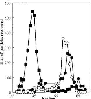 TABLE 3. Protein composition of wild-type andJ�3K3LI particlesa