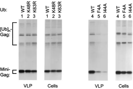 FIG. 4. Effects of ubiquitin mutants on VLP production by a min-imal HIV-1 Gag construct carrying the Ebola virus L domain