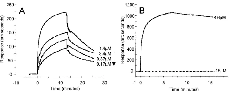 FIG. 1. Real-time analysis of the gD(�concentrations of gD(290-299t) binding to the receptors