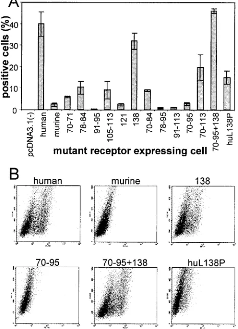 FIG. 3. Cell surface expression of the mutant receptors. (A) Stablecell lines derived from G418 selection of transfected J cells expressing