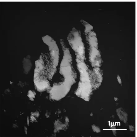Fig. 8Dislocation microstructure developed in a locally coarsened grain ofa specimen cyclically deformed to "cum ¼ 7:7 at "pl ¼ 5 � 10�4.