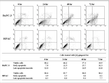 Fig. 5. Differential mode of death induced by [6]-Gingerol in pancreatic cancer cells expressing wt versus mutant p53.Cells were treated with 400 M of [6]-gingerol for 24, 28 and 72 hrs