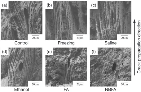 Fig. 6SEM images of the facture surface near the initial crack tip in bones subjected to diﬀerent preservative methods.