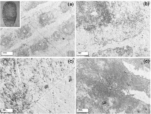 Figure 3: SEM images showing developed fingerprint on PEsurface (a) general overview with light  microscopy image of whole print, insert