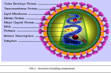Figure 2: COMPONENTS OF HIV 