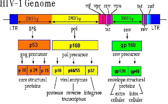 Figure 4:MOLECULAR STRUCTURE OF HIV-1 