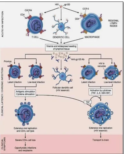 Figure 10: MECHANISM OF THE NATURAL HISTORY OF THE 