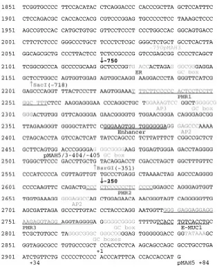 Fig. 1.The sequence of the immediate 5’promoter region of the human MUC1 gene.(from X69118) Important sequence motifs previ-ously described by others and the novel DHS areshown.