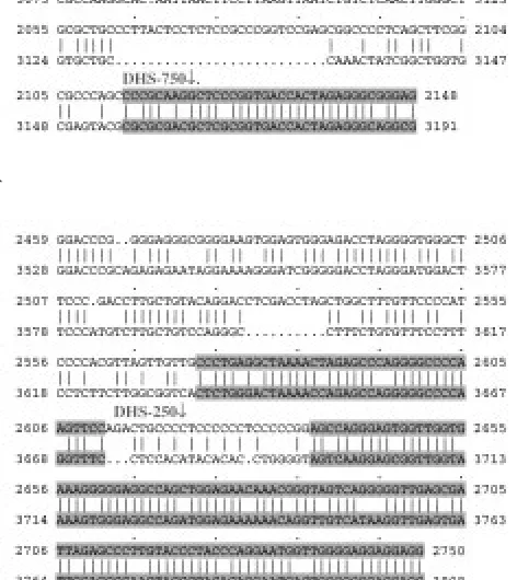 Fig. 7.Comparison of the human MUC1 and murine Muc1gene sequences in the region of the �750 and �250 DHS