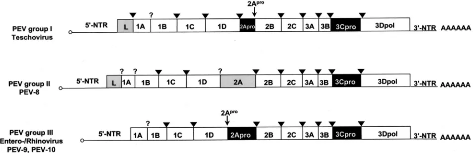FIG. 1. Genome organization of the three PEV groups. The open reading frames are ﬂanked on either side by NTRs