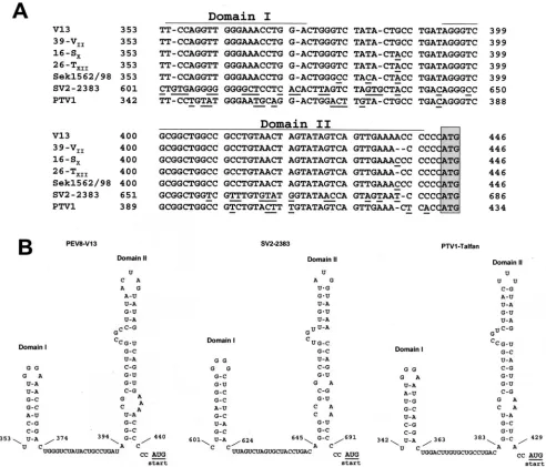FIG. 4. Comparison of partial 5�16-SThe proposed AUG start codon is boxed. (B) The highly conserved nucleotides allow the formation of two putative RNA secondary structures,-NTR sequences of PEV-8, SV2, and PTV-1