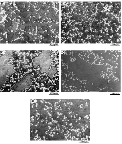 Fig. 3Low magniﬁcation (20�) SEM images of the hypereutectic Mg-Si alloy treated through process No