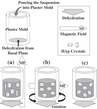 Fig. 1Particle size distribution of HAp powder used in this study.