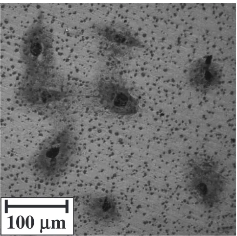 Fig. 7Image of MC3T3-E1 cells incubated for 24 h on A-plane orientedHAp ceramics.