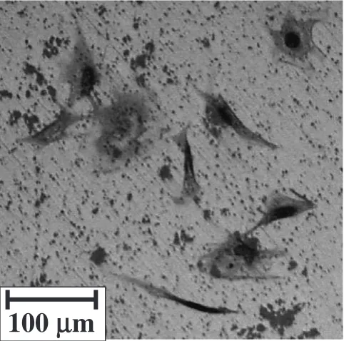 Fig. 9Image of MC3T3-E1 cells incubated for 24 h on the control.