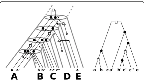 Fig. 1 tals below Left an example of a “true” history of a gene tree that evolves along the (tube-like) species tree
