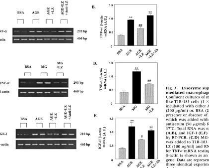 Fig. 4.Lysozyme suppresses AGE-mediated synthesismedium (CL) in the presence or absence of LZ (100 for 48 hrs at 37TNFare expressed as the M three identical experiments, each done in duplicate