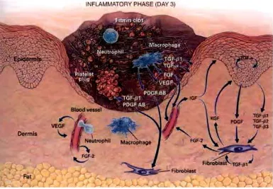 Figure :6Figure :6 Inflammatory Response (Day 3)) 