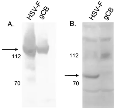 TABLE 1. Provenance of antibodies used in this study
