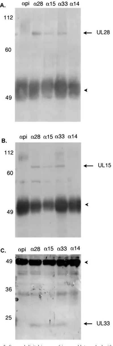 FIG. 3. Scanned digital images of immunoblots probed with anti-�15), U�14), as described in the text