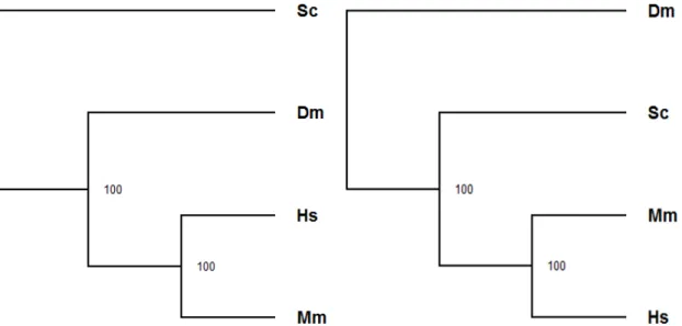 Figure 3.3 Comparison of bootstrapped trees constructed based on the labeled alignment using the KL scoring function (left) and the purely topological global comparison using the same scoring function (right) between human (Hs), mouse (Mm), yeast (Sc) and 