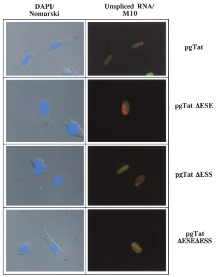 FIG. 8. Subcellular distribution of viral RNAs in the absence of Rev. HeLa cells were transfected with 2 �pgTat(green), while M10 (red) was localized using rabbit polyclonal anti-Rev antibody and Texas red-conjugated goat anti-rabbit antibody