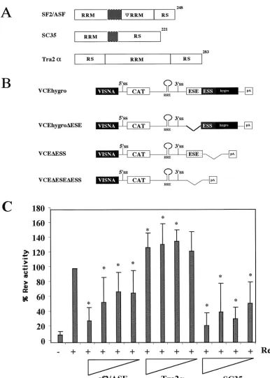 FIG. 1. Effect of SR protein overexpression on Rev function. (A) Structural organization of SR proteins tested