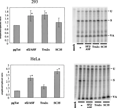 FIG. 2. Effects of SR protein expression on HIV-1 envtotal RNA isolated was used for RNase protection assays as described in Materials and Methods