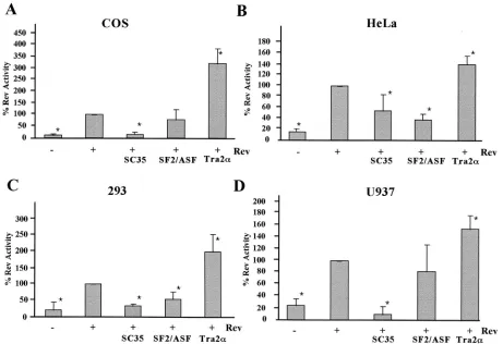 FIG. 3. Effects of SR protein expression on Rev function are cell type dependent. Cells were transfected with VCEhygro in the presence (�assays were performed
