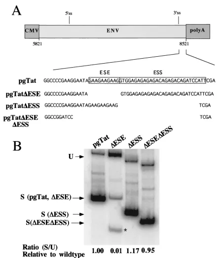 FIG. 6. Effect of ESE and/or ESS deletions on envor pgTatrelative levels of unspliced and splicedpositions of the products generated from the unspliced (U) and spliced (S) forms of the RNA generated from the various vectors