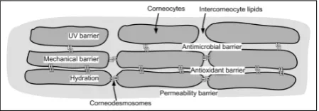 Fig. 1. The localization of various protective functions inas UV and mechanical barriers as well as playing athe stratum corneum