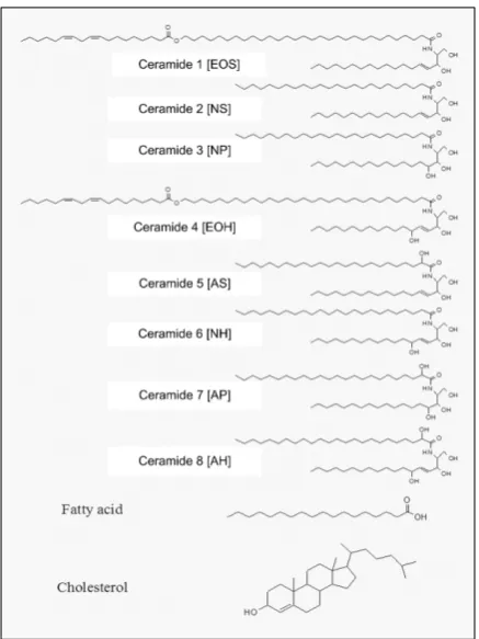 Fig. 3. The epidermal permeability barrier homeostasis. When barrier function is perturbed, immediate secretion ofhomeostatic responses
