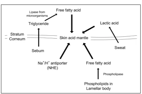 Fig. 4. The endogenous and exogenous factors affectingneum-stratum granulosum junction