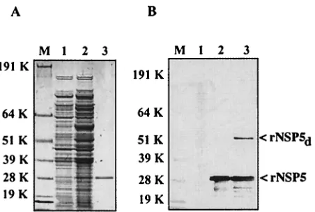 FIG. 1. Expression and puriﬁcation of rNSP5. Proteins were dena-tured in sample buffer containing LDS and dithiothreitol (NuPAGE