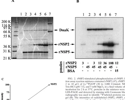 FIG. 2. rNSP2-stimulated phosphorylation of rNSP5. Phosphoryla-tion assay reaction mixtures contained rNSP2 (47), rNSP5 and/or BSA,