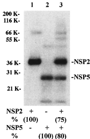 FIG. 6. Speciﬁcity of the RNA-binding activity of rNSP5 measuredby ﬁlter-binding assay