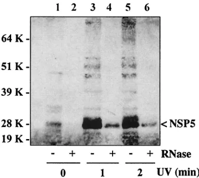 FIG. 8. UV cross-linking of NSP5 to RNA in vivo. At 7 h postin-fection, SA11-4F-infected cells were exposed to UV light for 0, 1, or 2