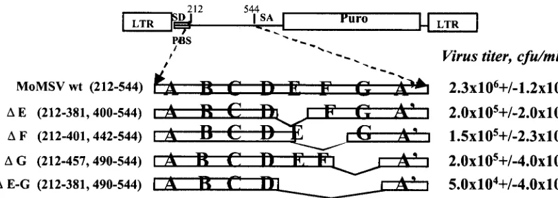 FIG. 1. Contribution of sequences at the 3�binding site (PBS) and splice donor (SD) and splice acceptor (SA) sites of the gene transfer vector are indicated